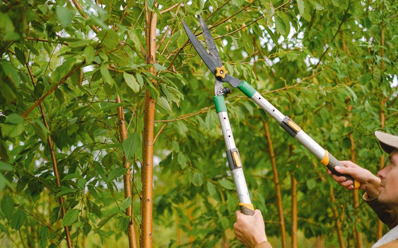 Tree trimming in Lizton, IN